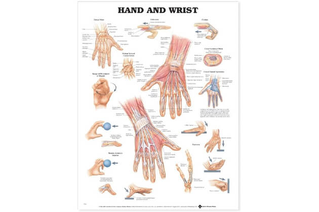 Mâna și încheietura mâinii 50,8x66cm