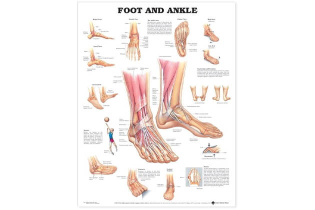 Picior și gleznă 50,8x66cm