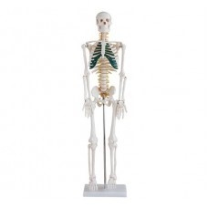 Schelet de dimensiuni medii cu nervi spinali, înălțime 85 cm