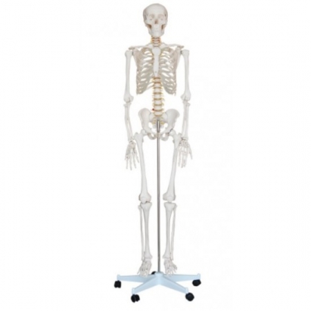 Schelet în mărime naturală înălțime 180 cm