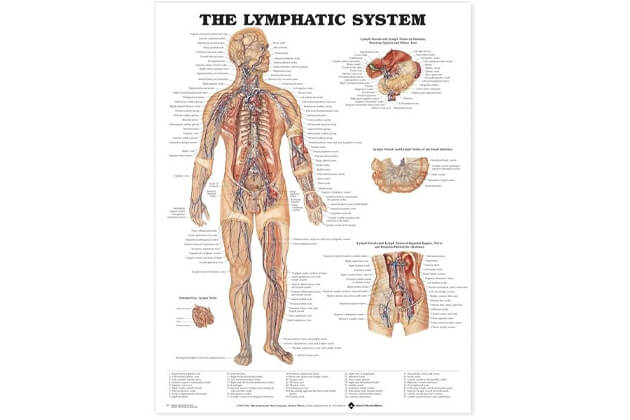 Sistem limfatic 50,8x66cm