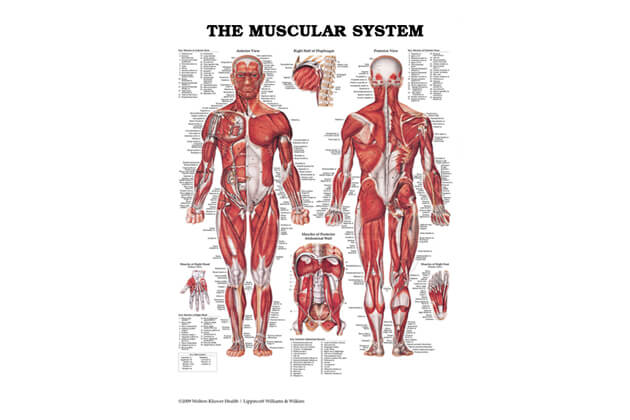 Sistem muscular BĂRBAT 50,8x66cm
