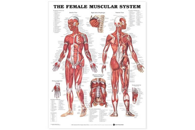 Sistem muscular FEMEIE 50,8x66cm