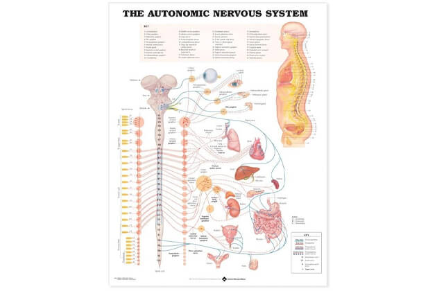 Sistemul nervos autonom 50,8x66cm