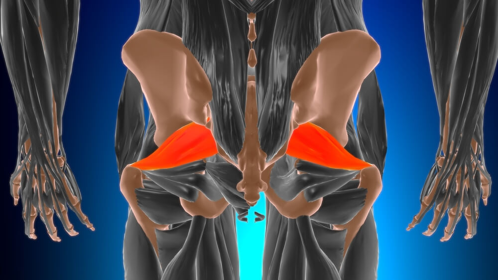 Musculus piriformis Musculus piriformis